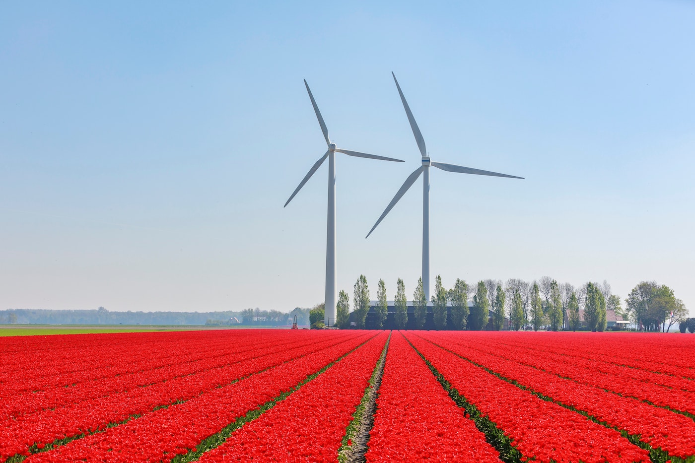 twee windmolens achter een veld vol met rode bloemen