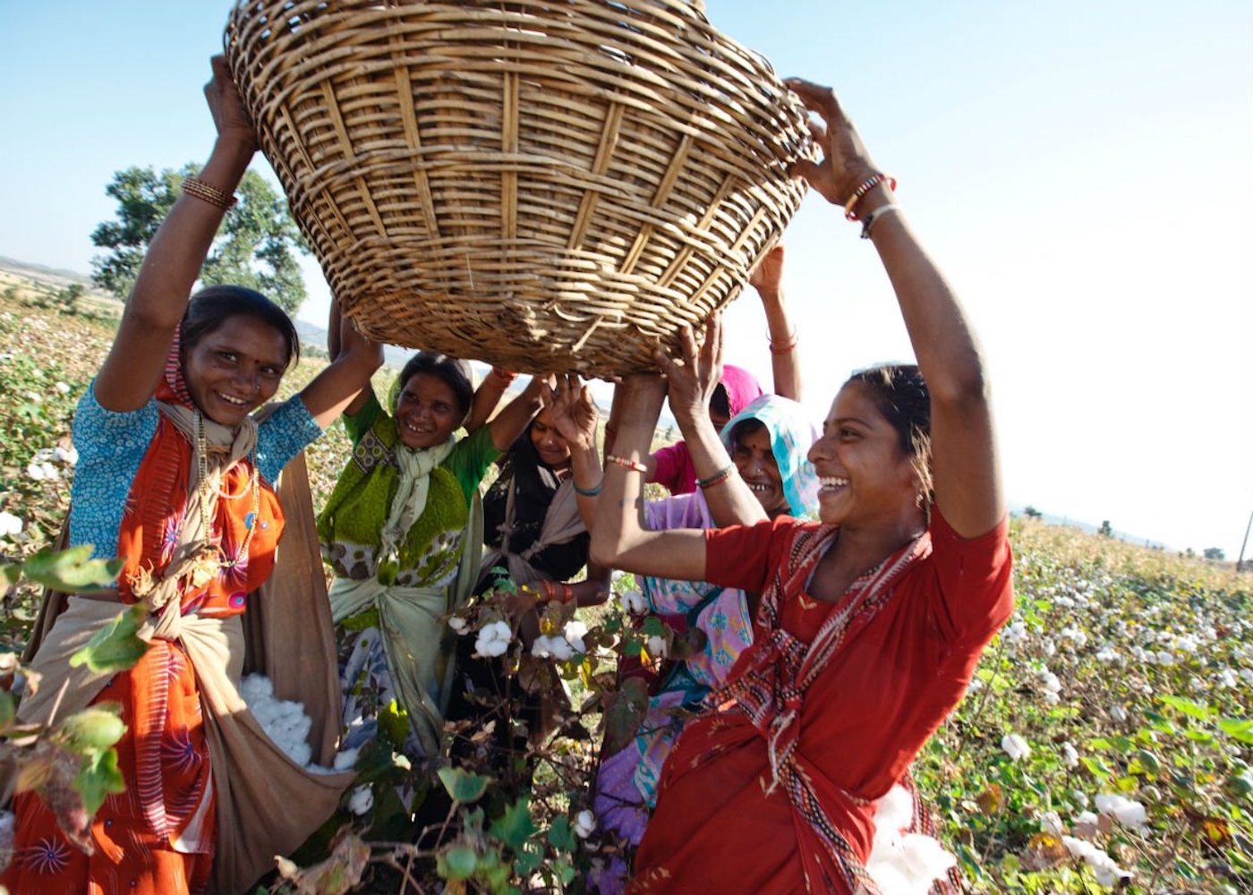 foto van vrouwen met een grote mand boven hun hoofd in een katoenveld in india